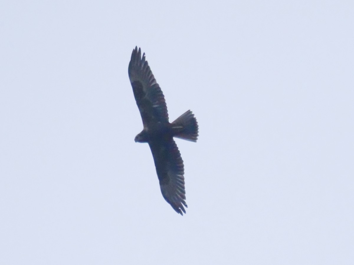 Eastern Marsh Harrier - ML643743256
