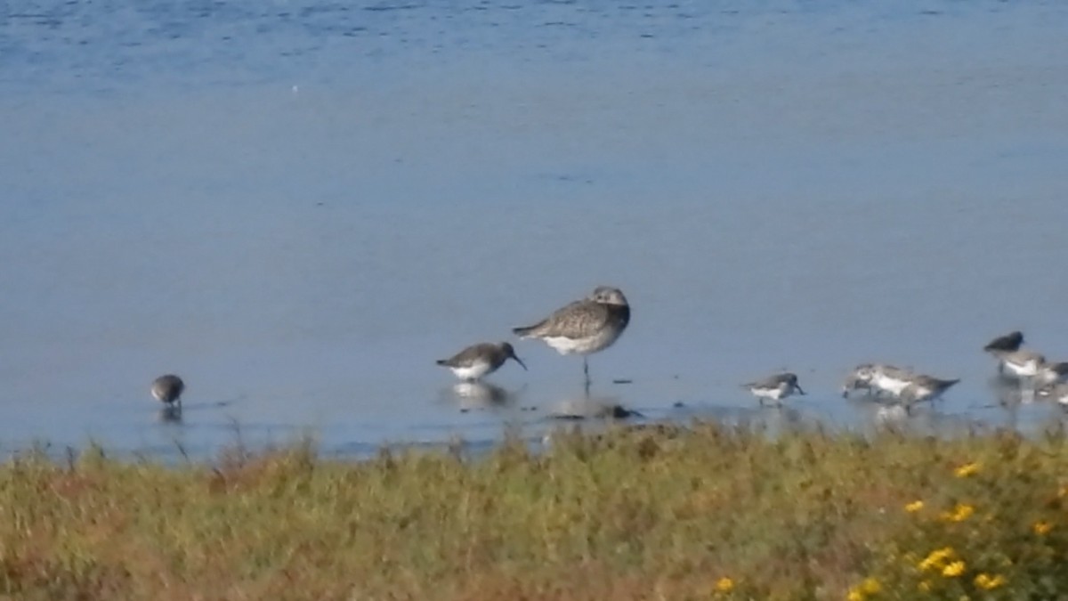 Dunlin - ML643743257