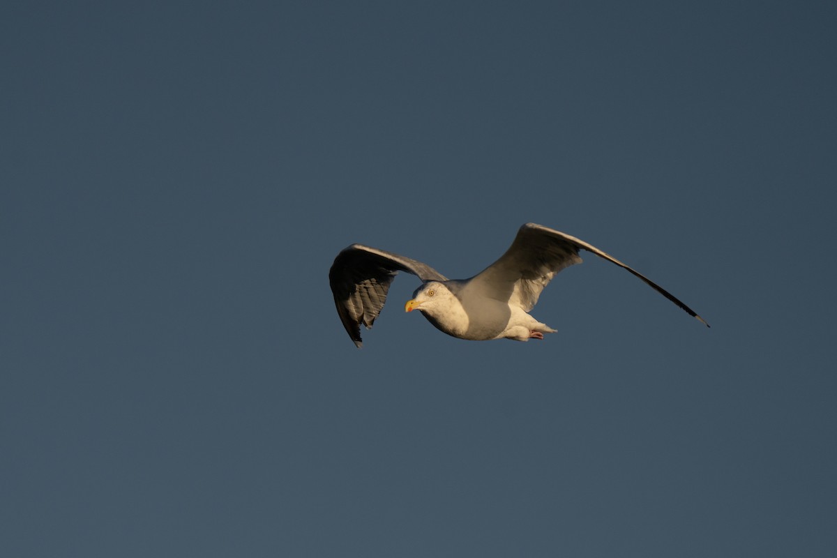 American Herring Gull - ML643743278
