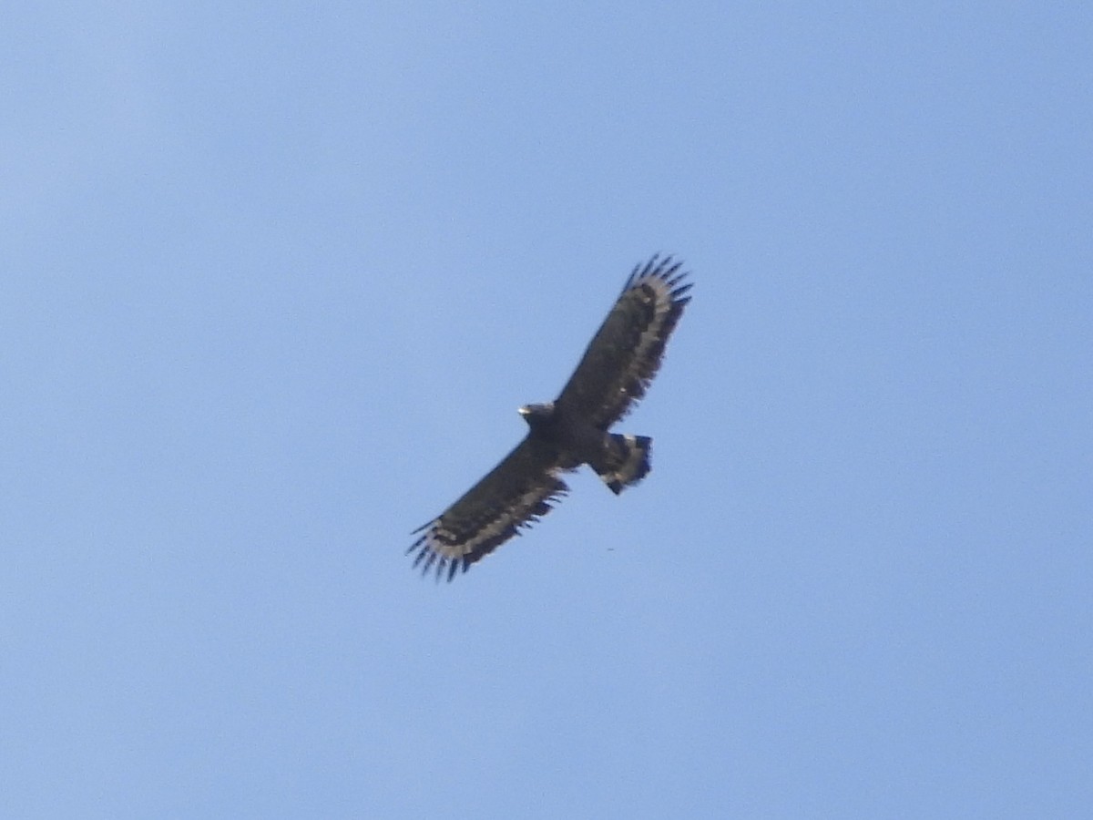 Haubenschlangenadler - ML643743293
