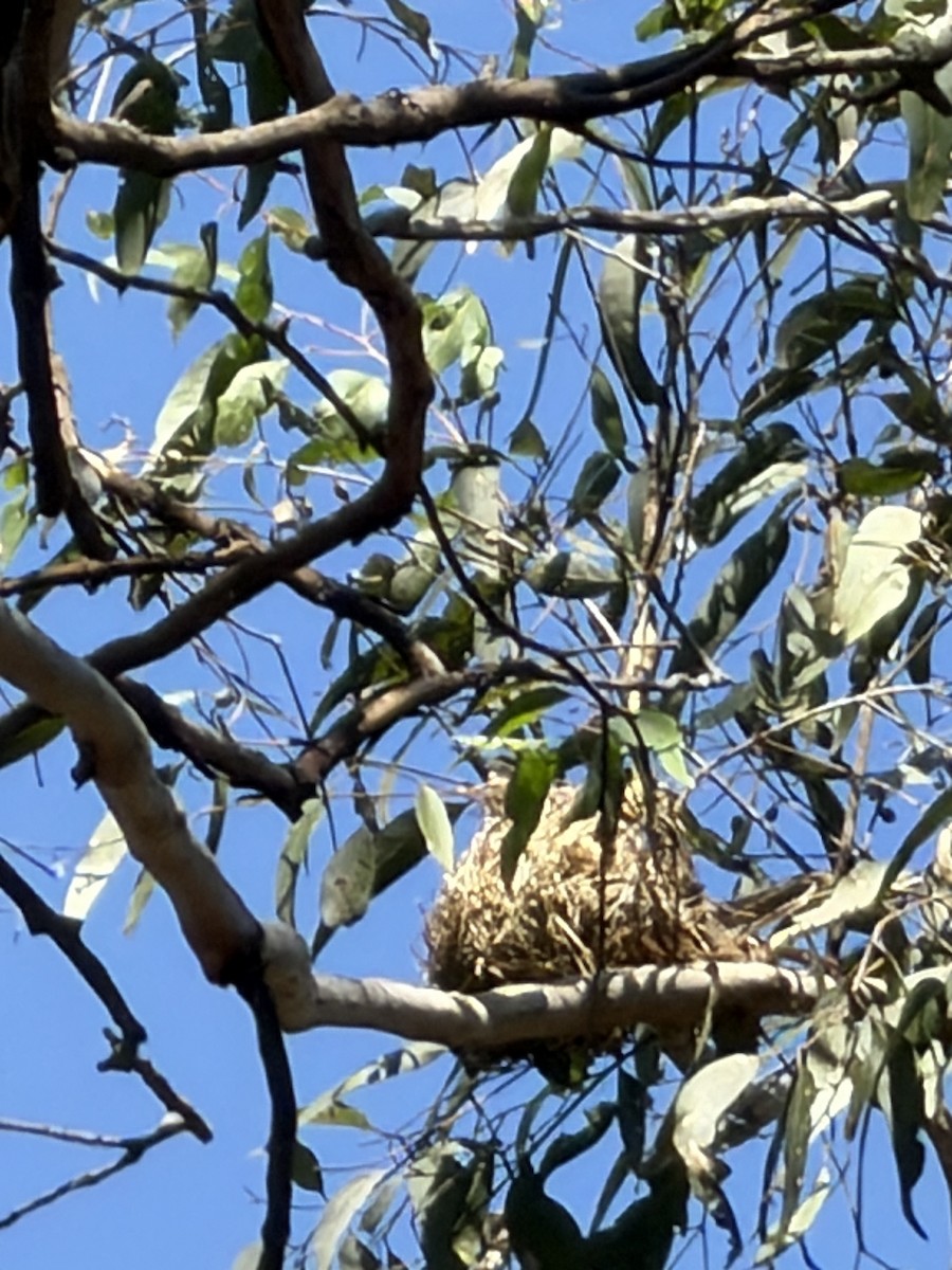 Noisy Friarbird - ML643743330