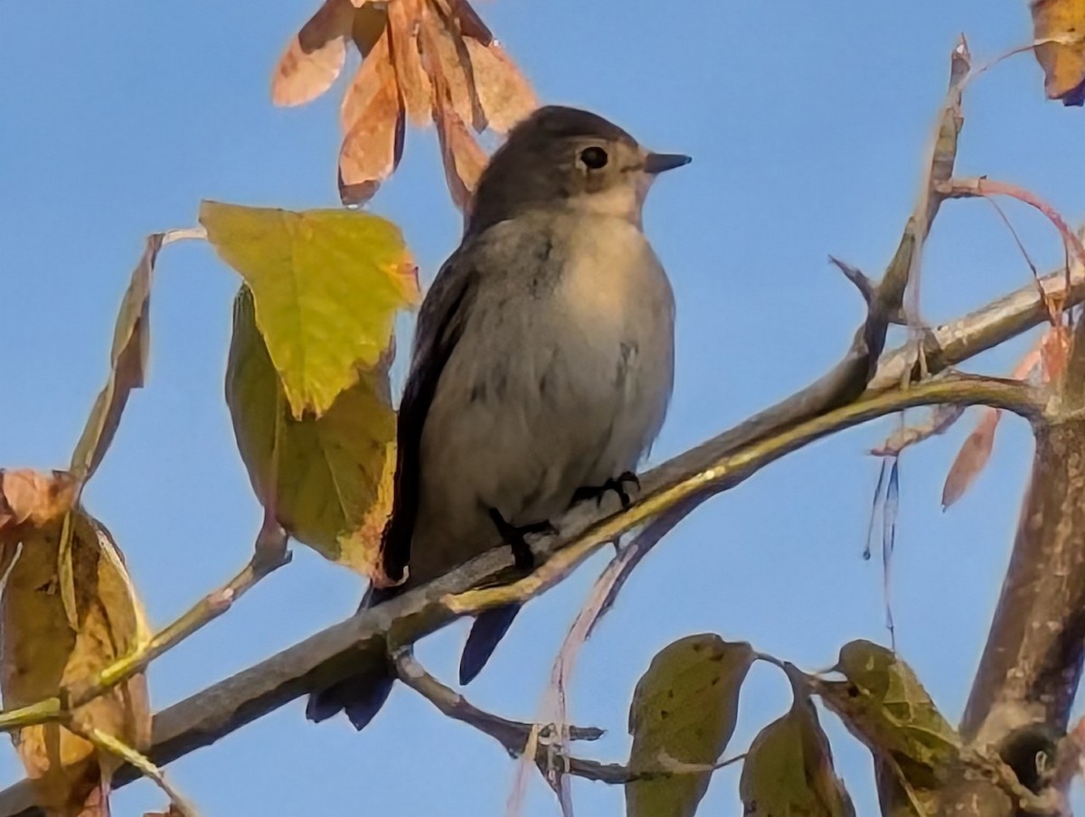 lejsek černohlavý - ML643743359