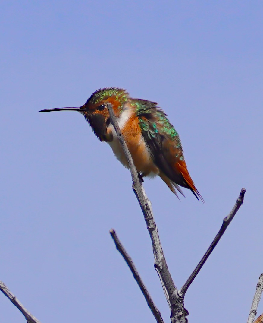 Allen's Hummingbird - ML643743361