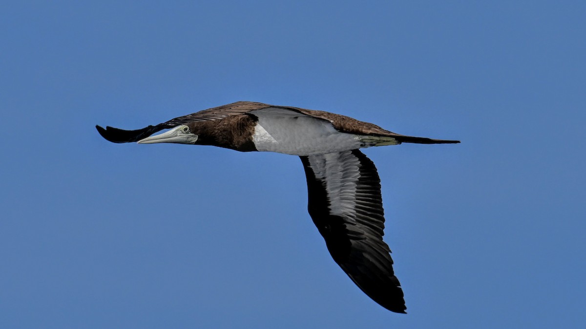 Brown Booby - ML643743377