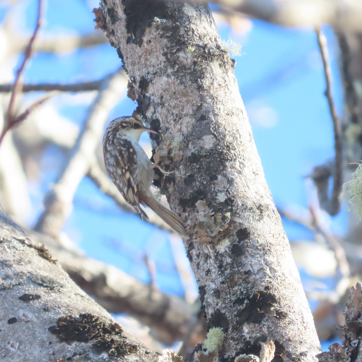 Brown Creeper - ML643743391