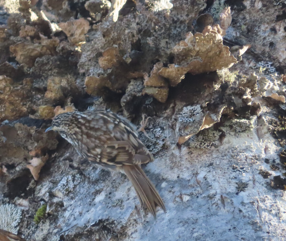 Brown Creeper - ML643743394