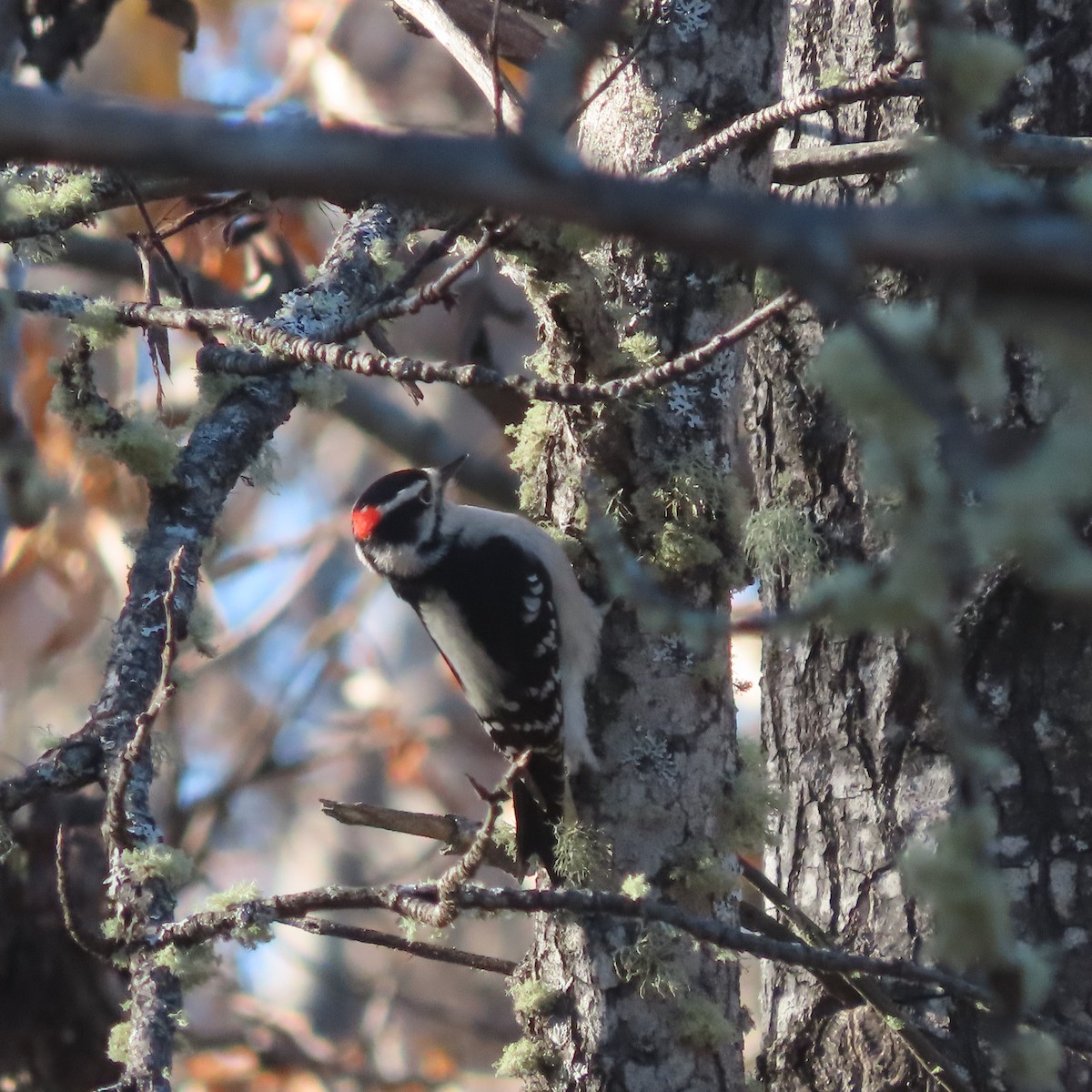 Downy Woodpecker - ML643743396