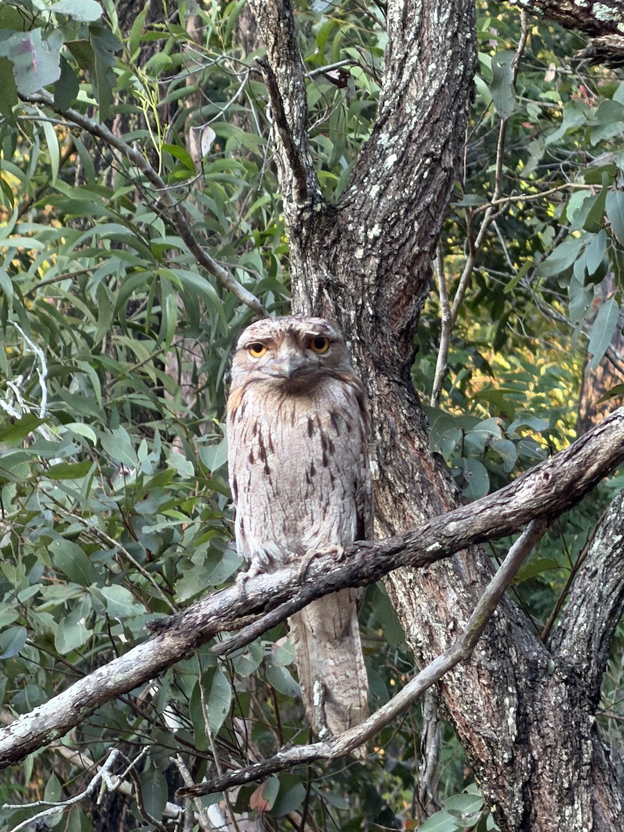 Tawny Frogmouth - ML643743398