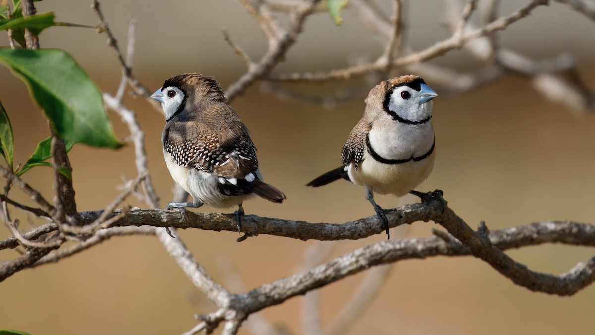 Double-barred Finch - ML643743399