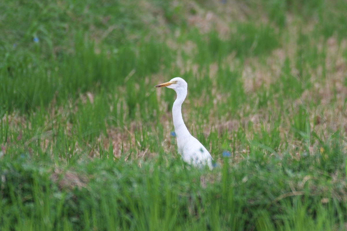Medium Egret - ML643743410