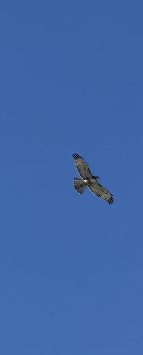 Red-tailed Hawk - ML643743412