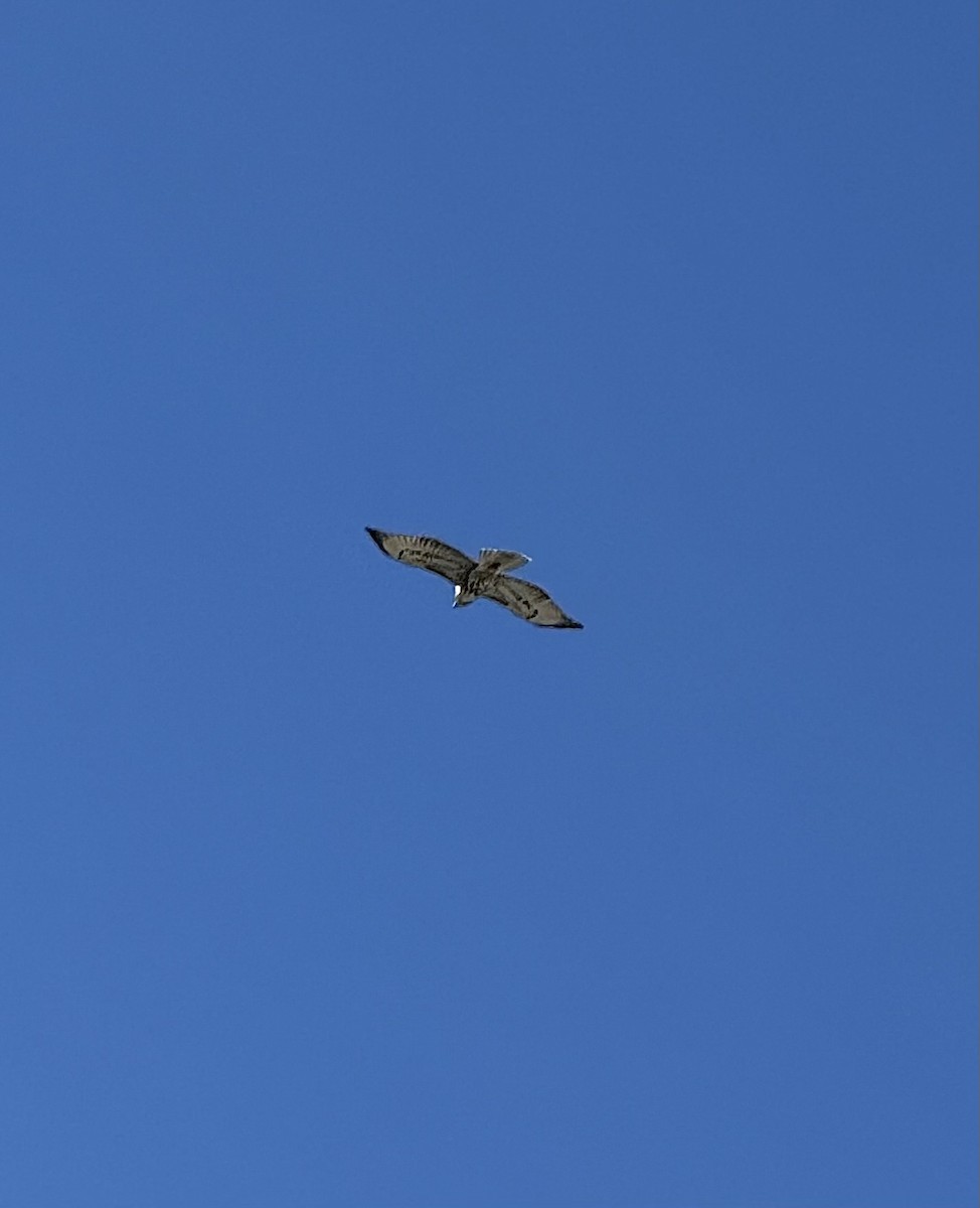 Red-tailed Hawk - ML643743413