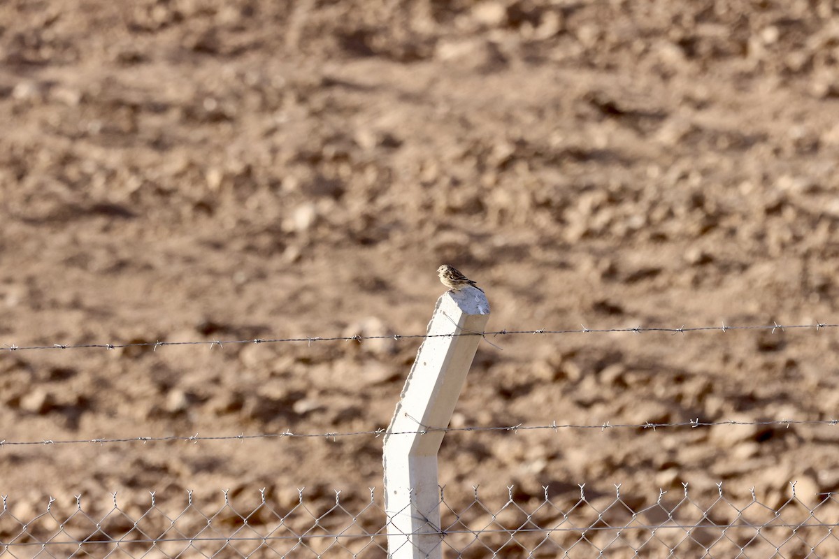 תפוחית מצויה - ML643743420