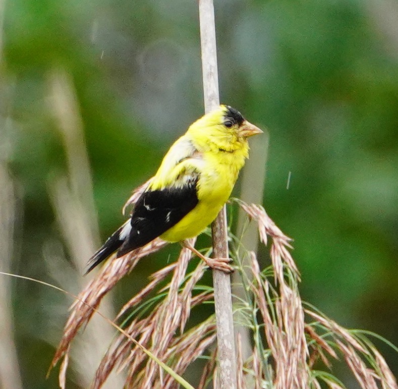 American Goldfinch - ML643743421
