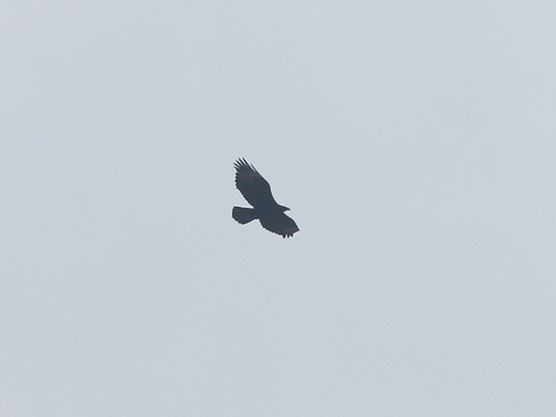 Verreaux's Eagle - ML643743431