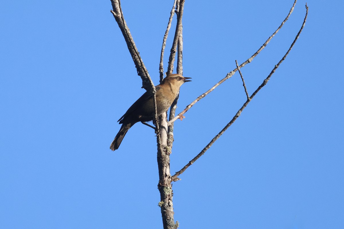 Rusty Blackbird - ML643743444