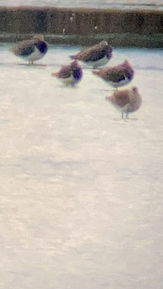 Sociable Lapwing - ML643743457