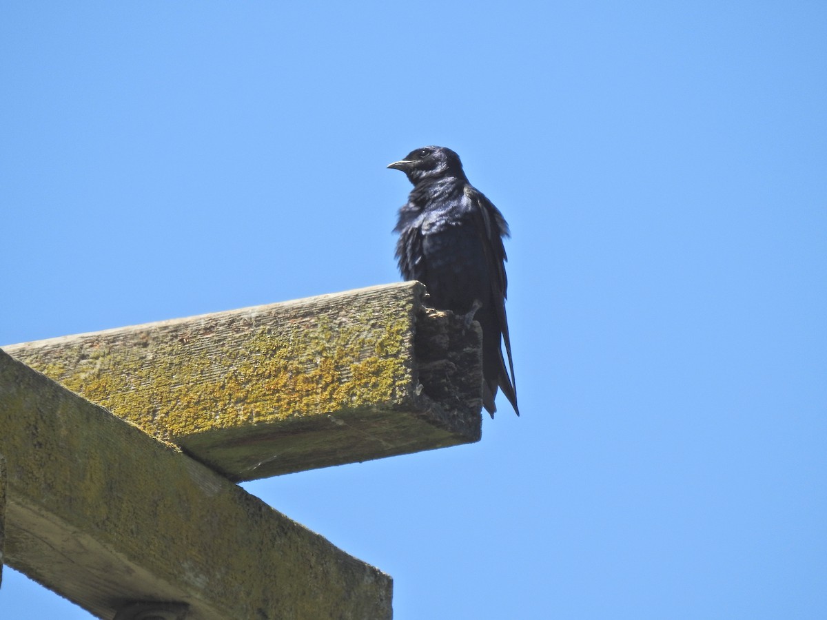 Purple Martin - ML643743476