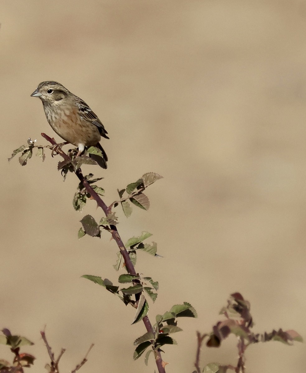 Rock Bunting - ML643743516