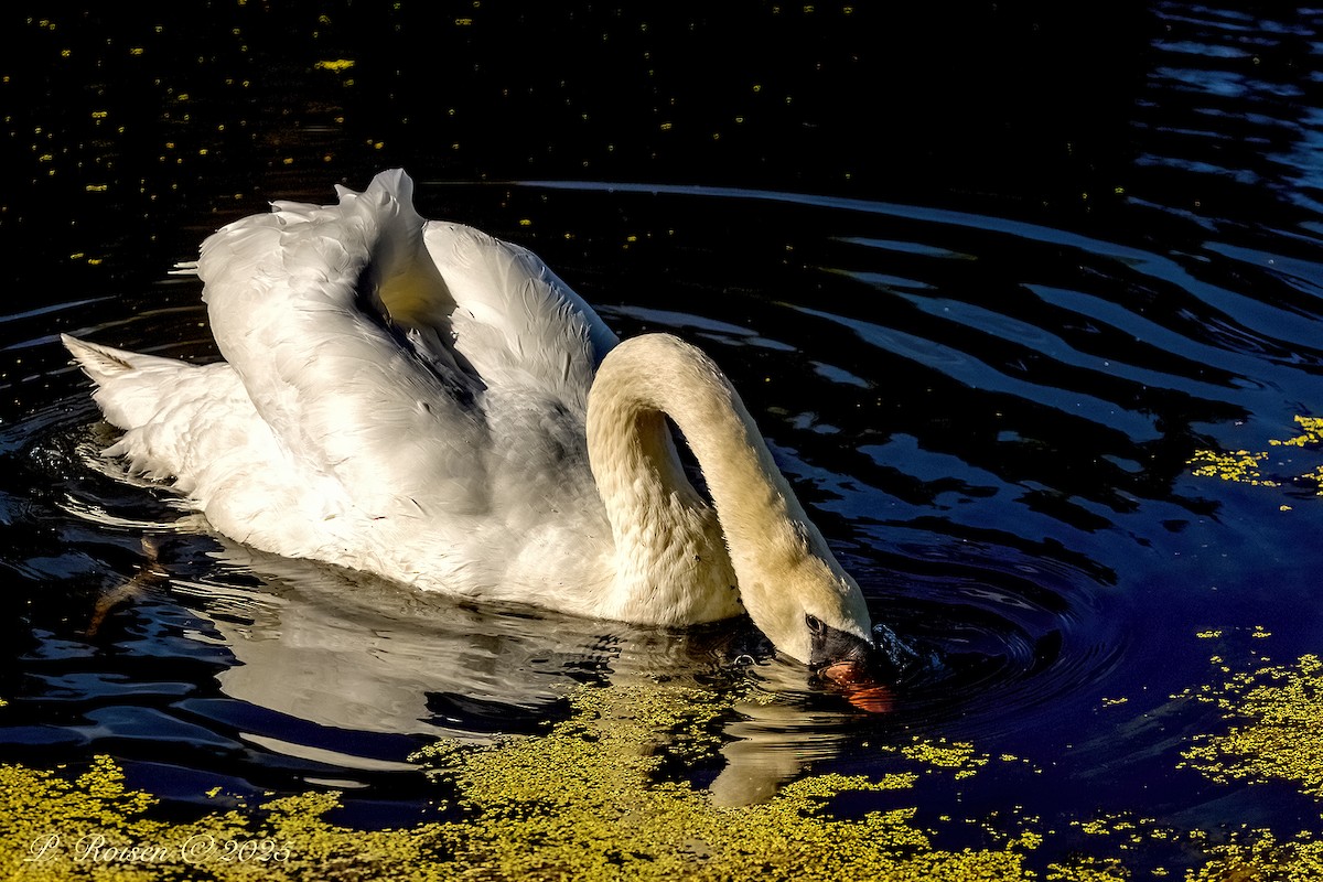 Cygne tuberculé - ML643743530
