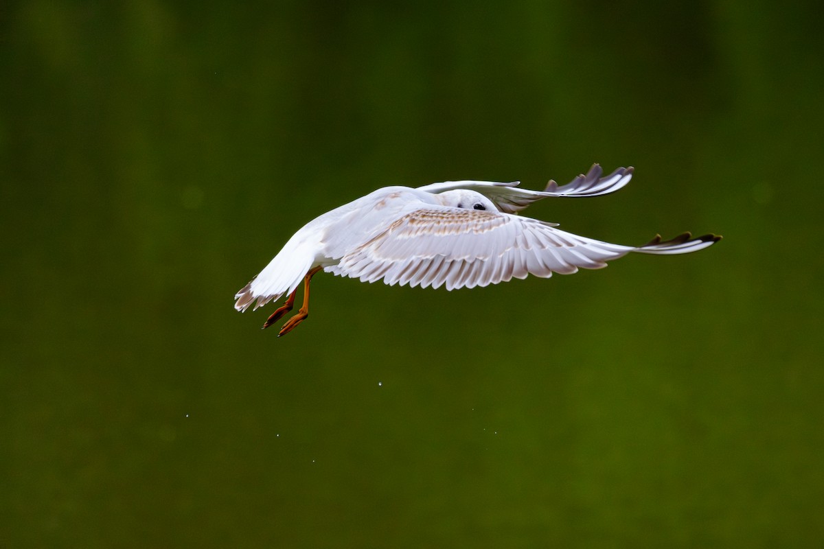 Mouette rieuse - ML643743534