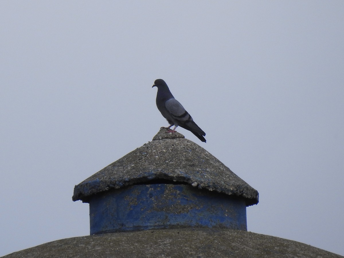 Pigeon biset (forme domestique) - ML643743540