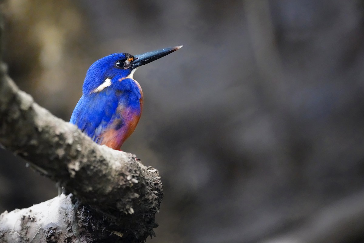 Martin-pêcheur à dos bleu - ML643743544
