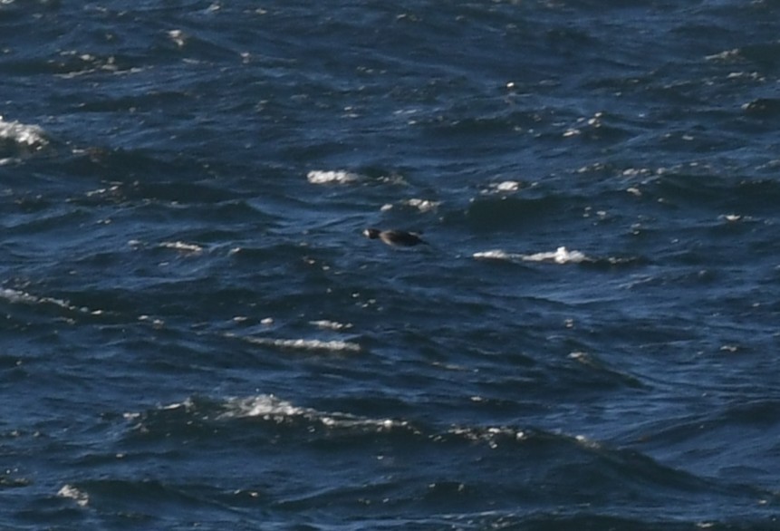 duck sp. - ML643743546