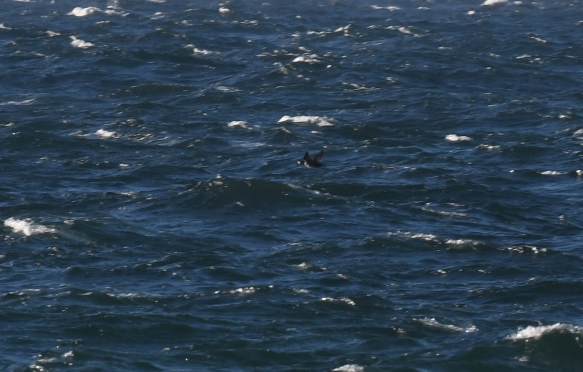 duck sp. - ML643743547