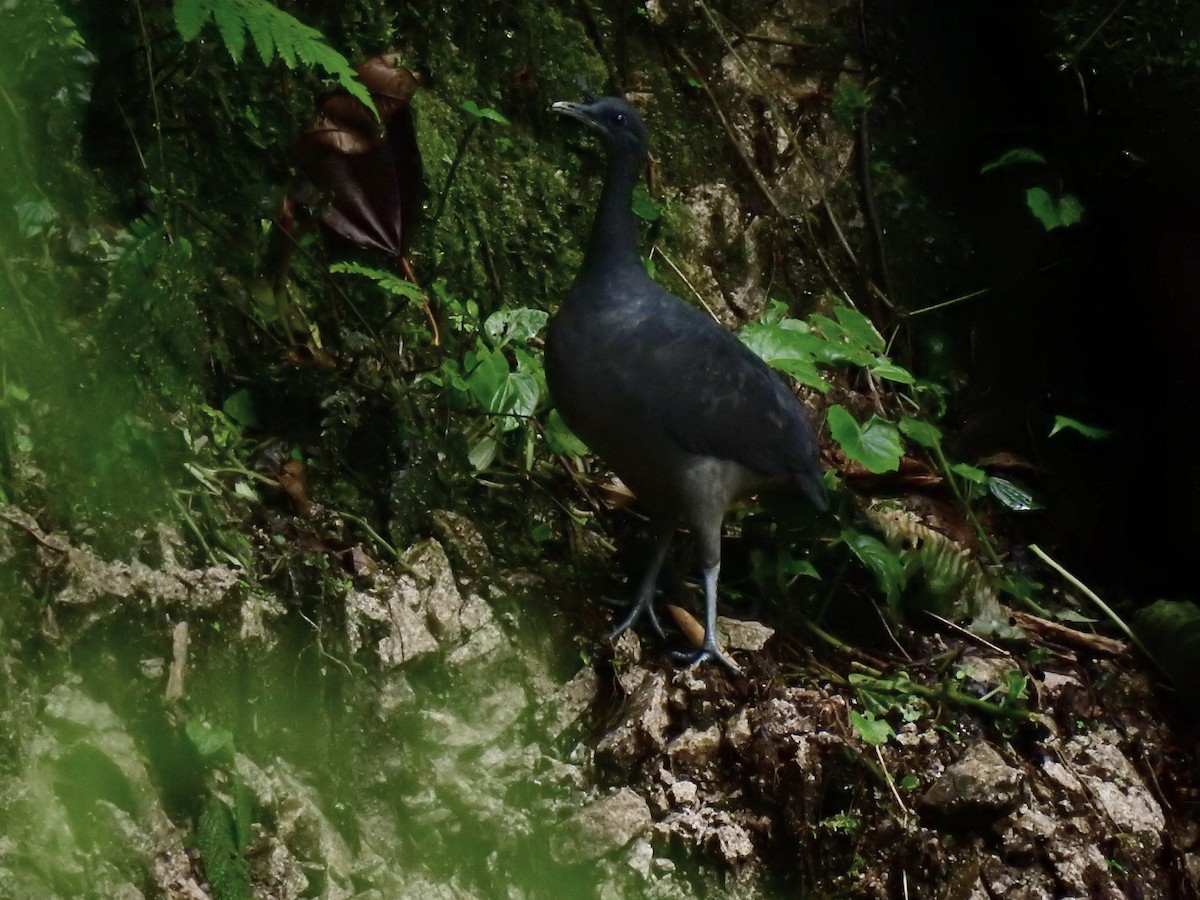 Schwarztinamu - ML643743548