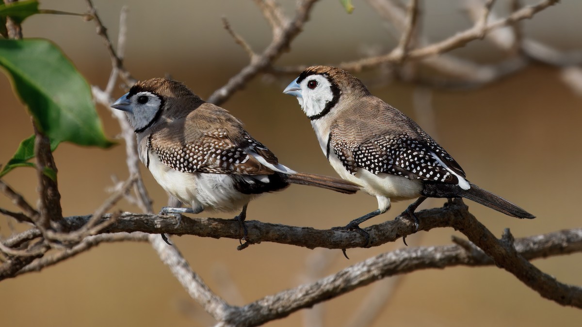 Double-barred Finch - ML643743557