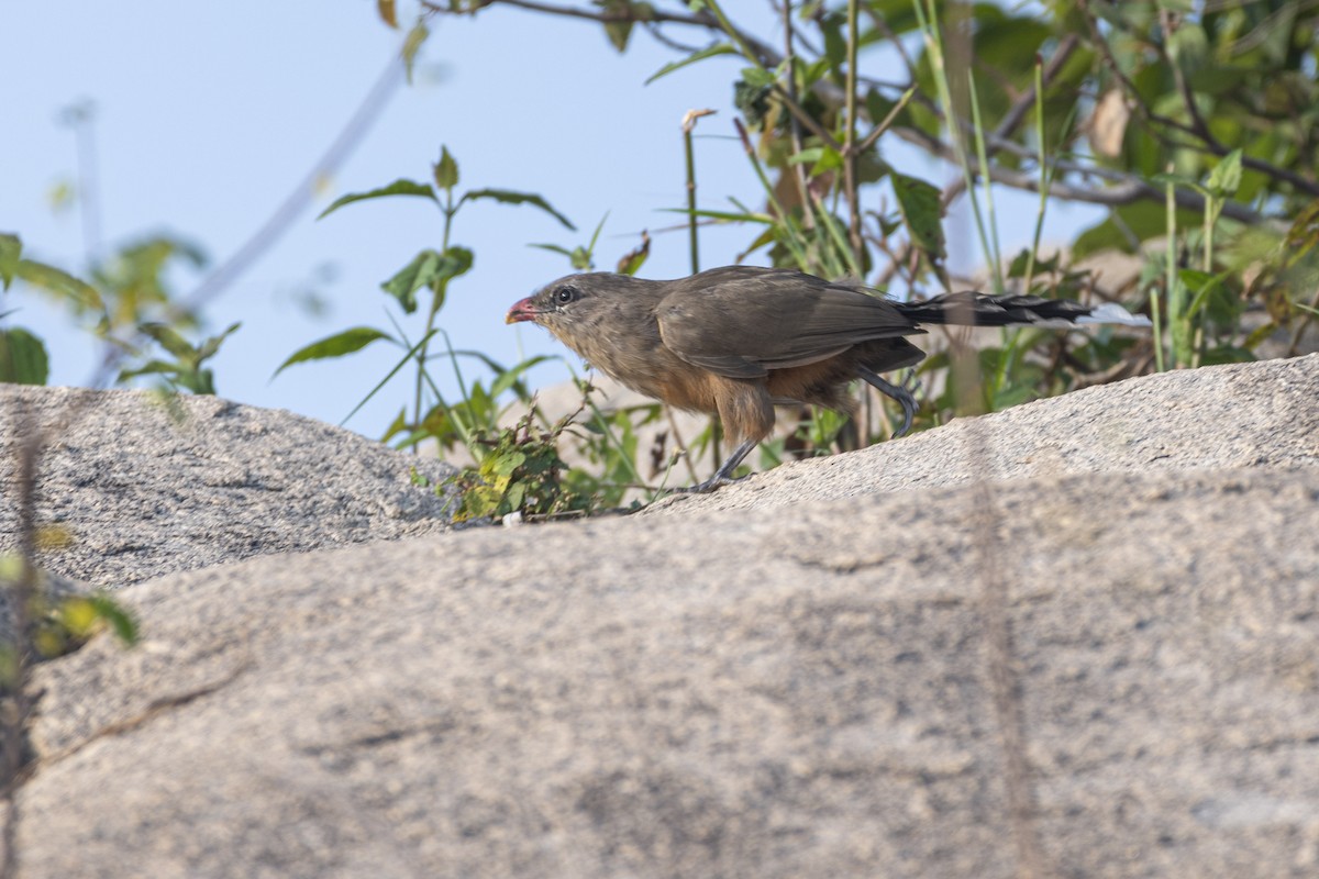 Sirkeer Malkoha - ML643743568