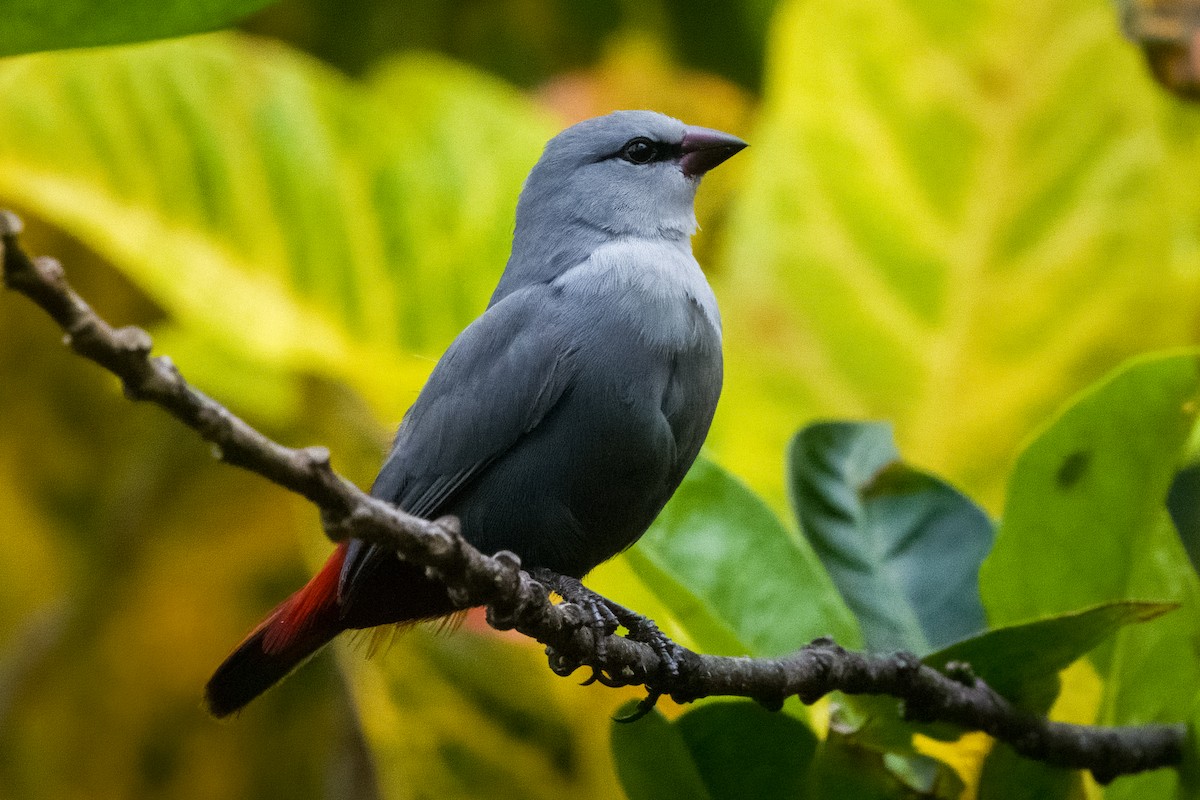 Lavender Waxbill - ML643743621