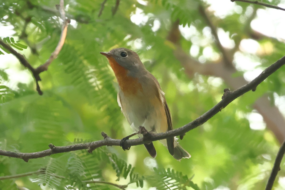 紅胸鶲 - ML643743628