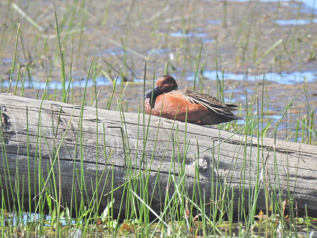 Cinnamon Teal - ML643743637