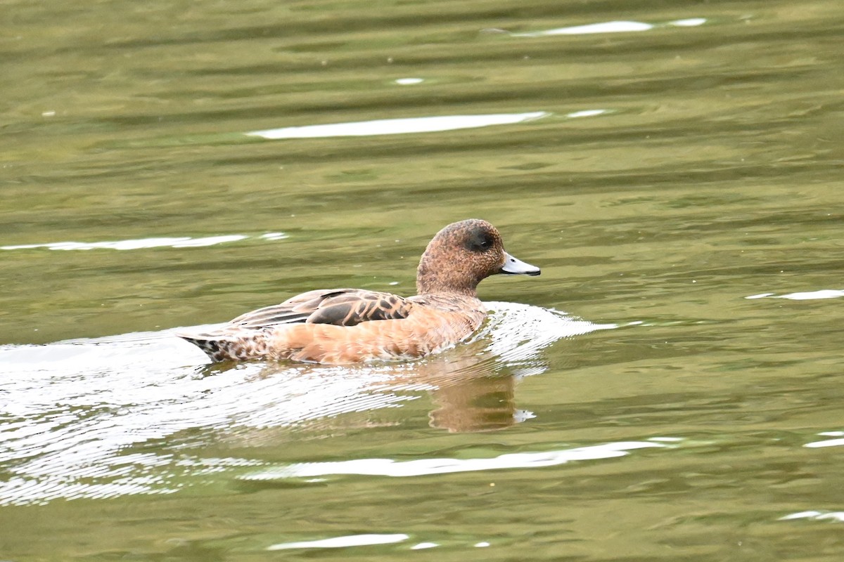 Hybride Canard siffleur x C. d'Amérique - ML643743652