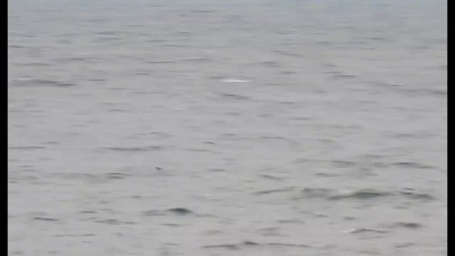 יסעור אטלנטי - ML643743653