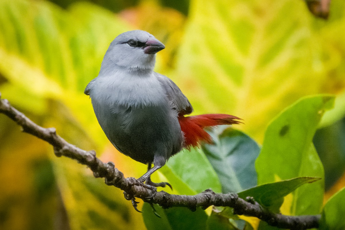 Lavender Waxbill - ML643743663