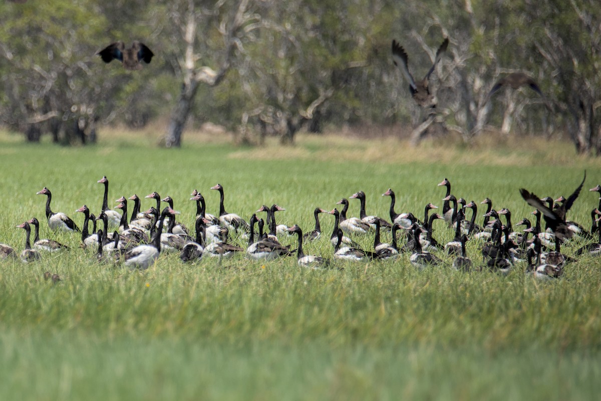 Magpie Goose - ML643743700