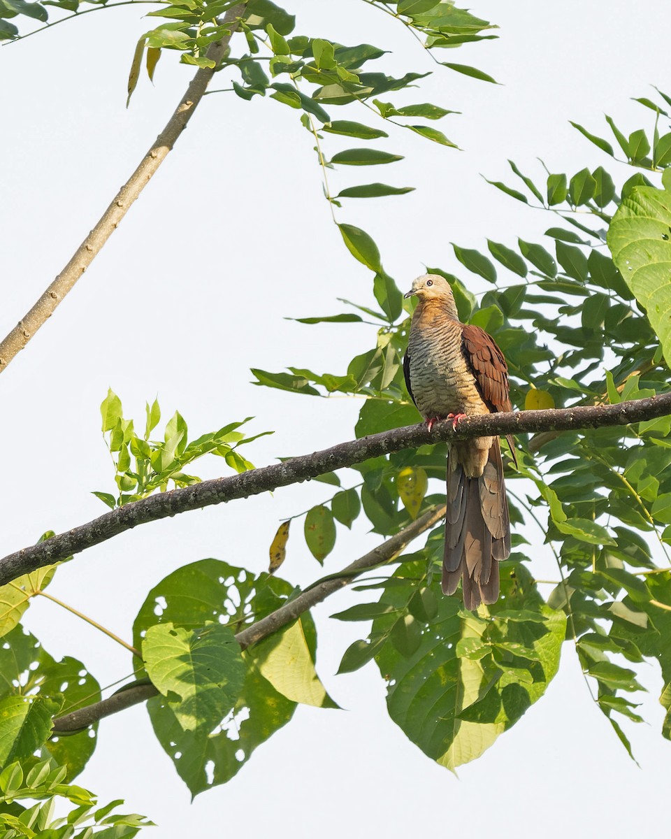 Sultan's Cuckoo-Dove - ML643743708