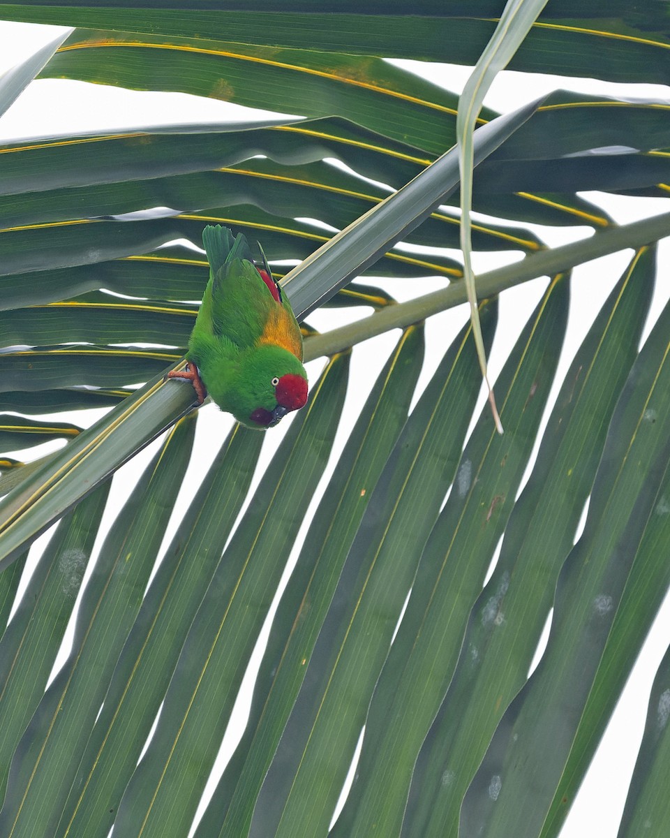 Sulawesi Hanging-Parrot - ML643743719