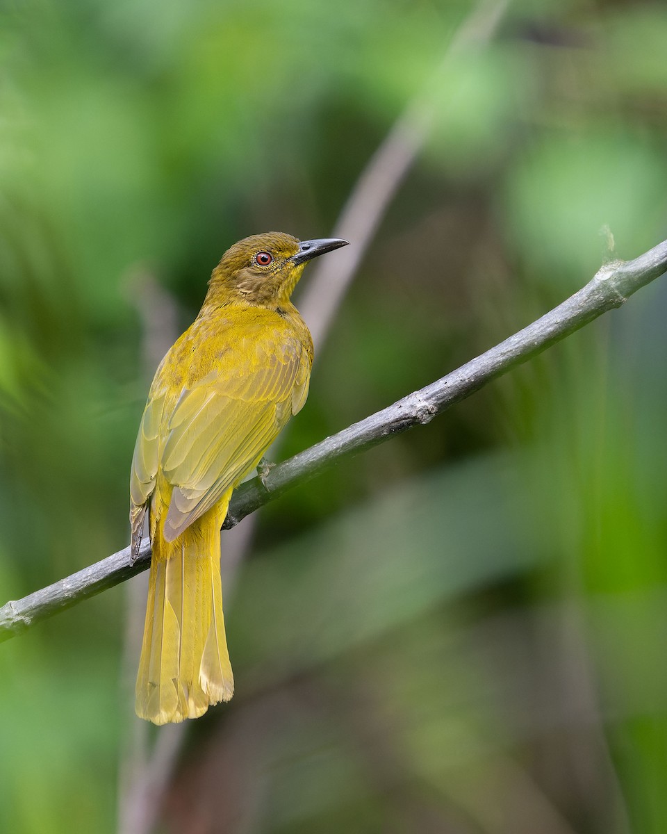 Togian Golden-Bulbul - ML643743723