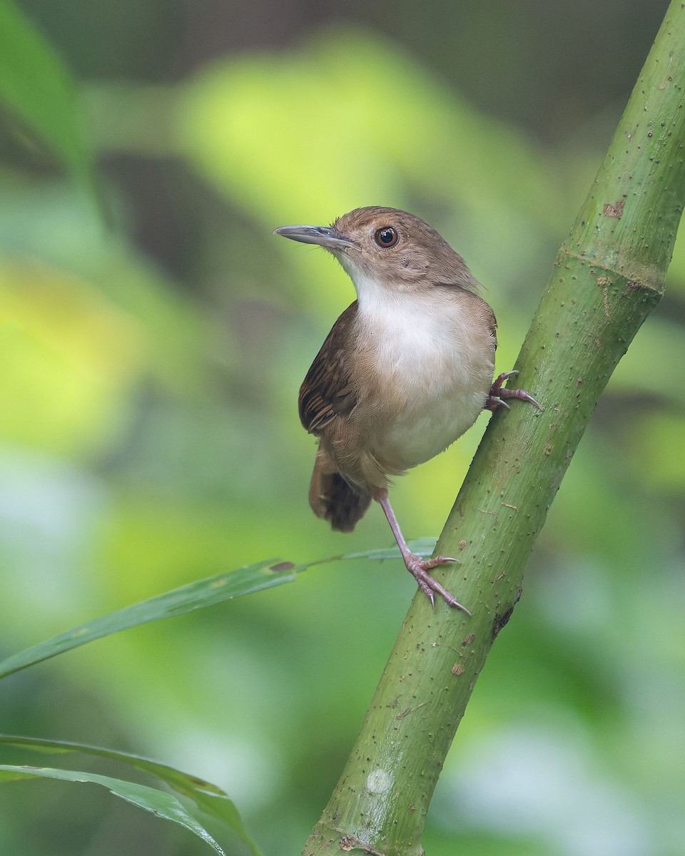 Sulawesi Babbler - ML643743724
