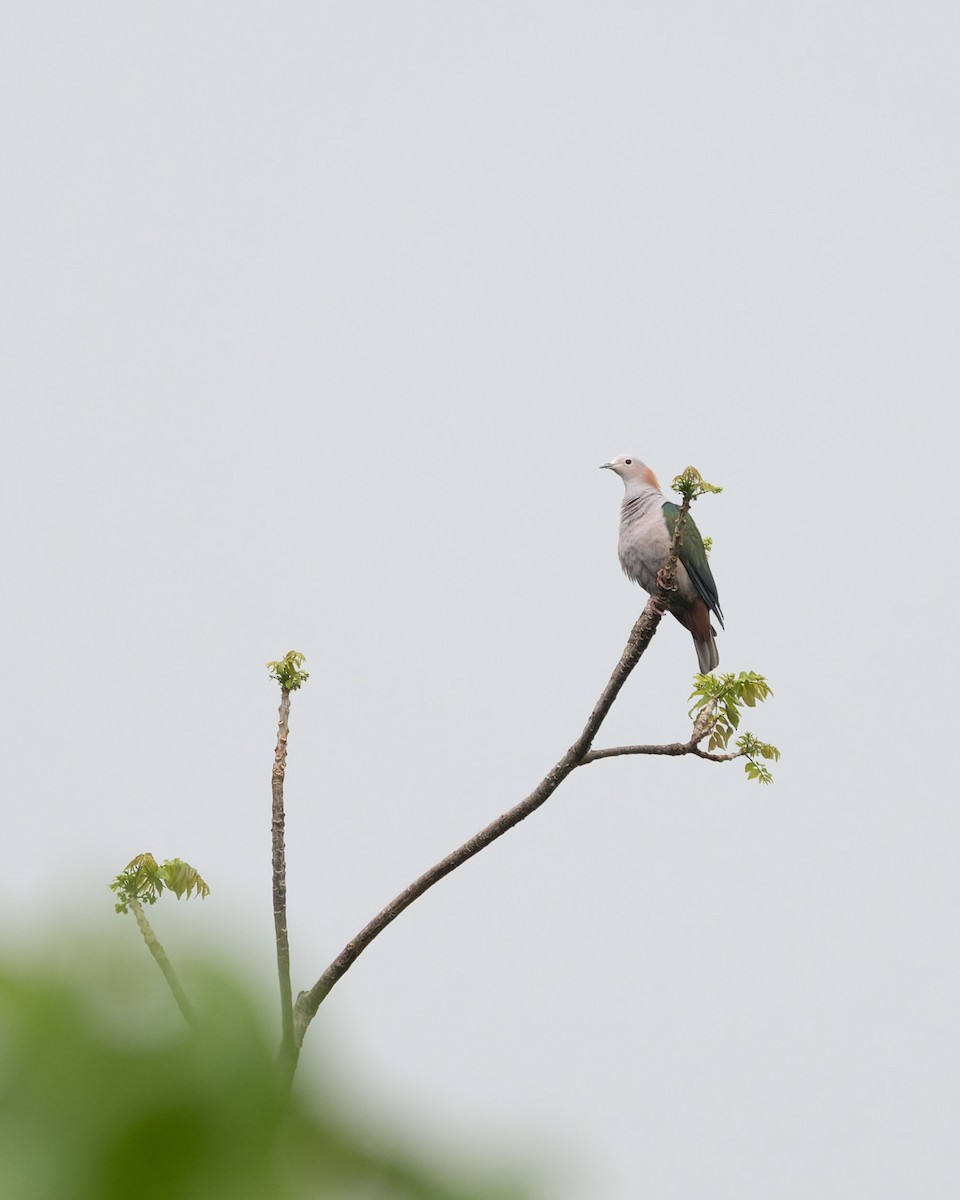 Green Imperial-Pigeon - ML643743732