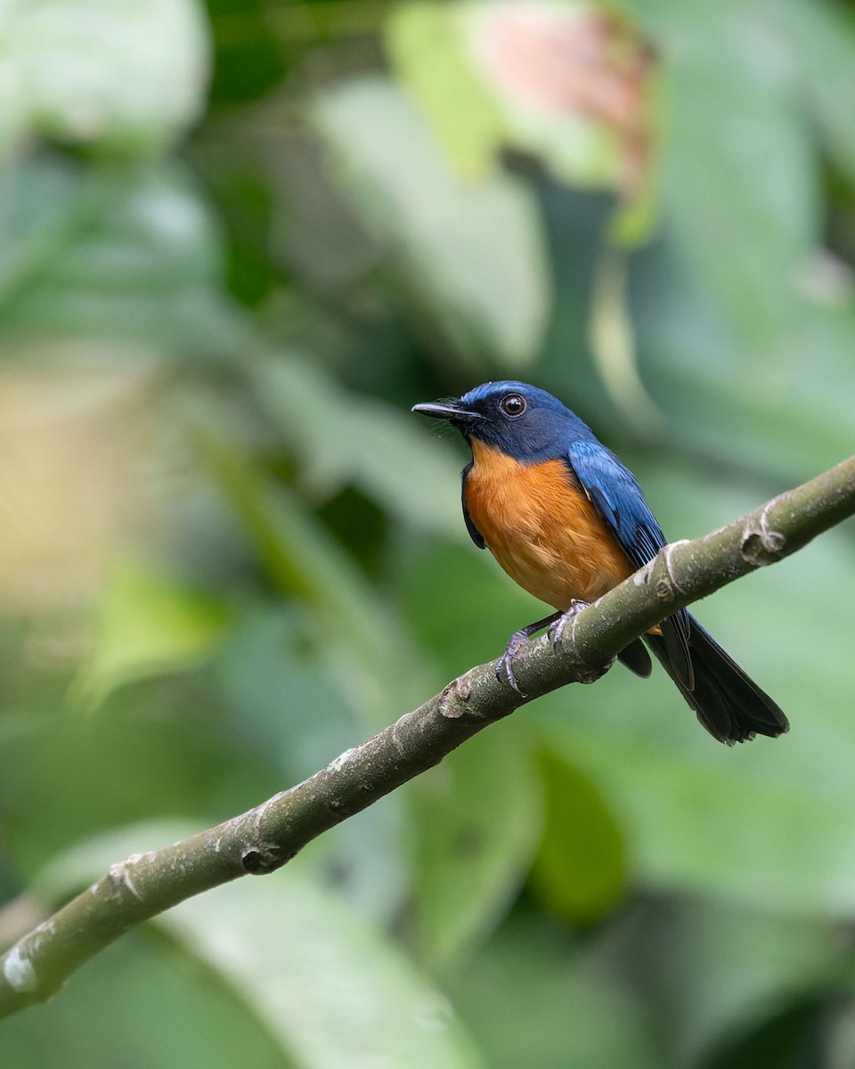 Sulawesi Blue Flycatcher - ML643743734