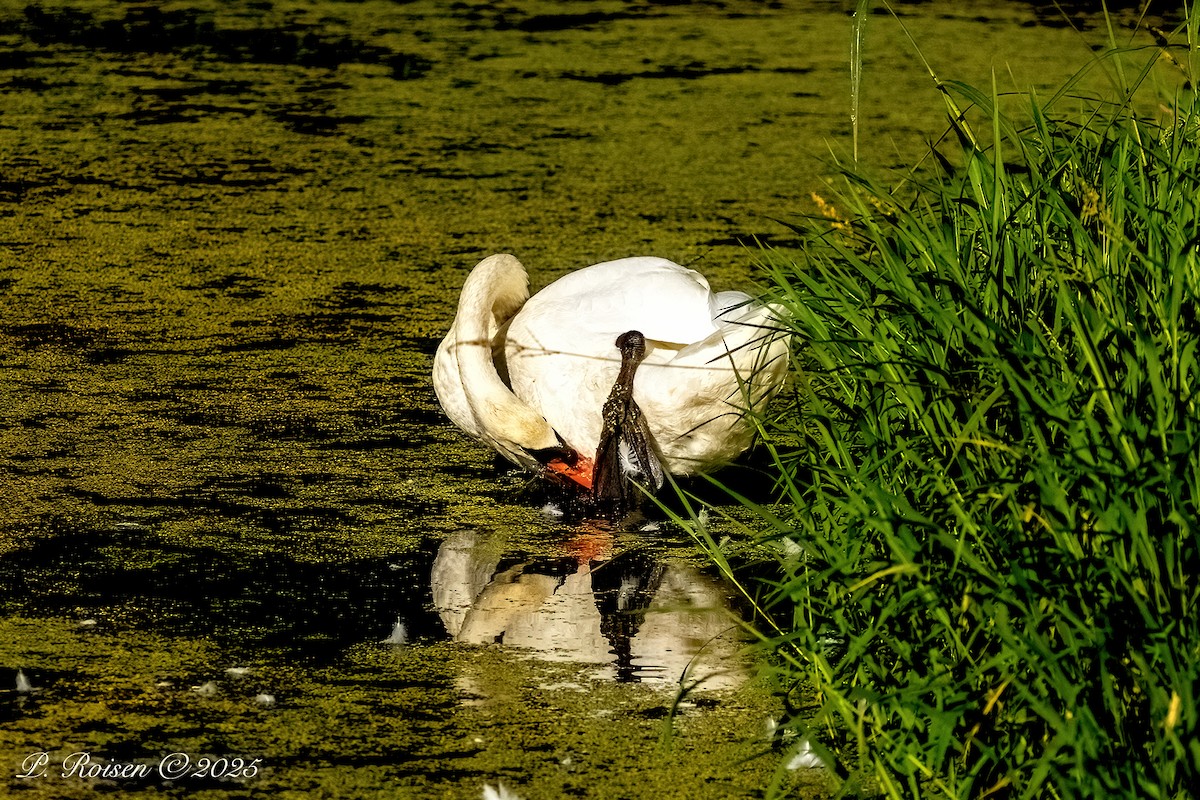 Cigno reale - ML643743735