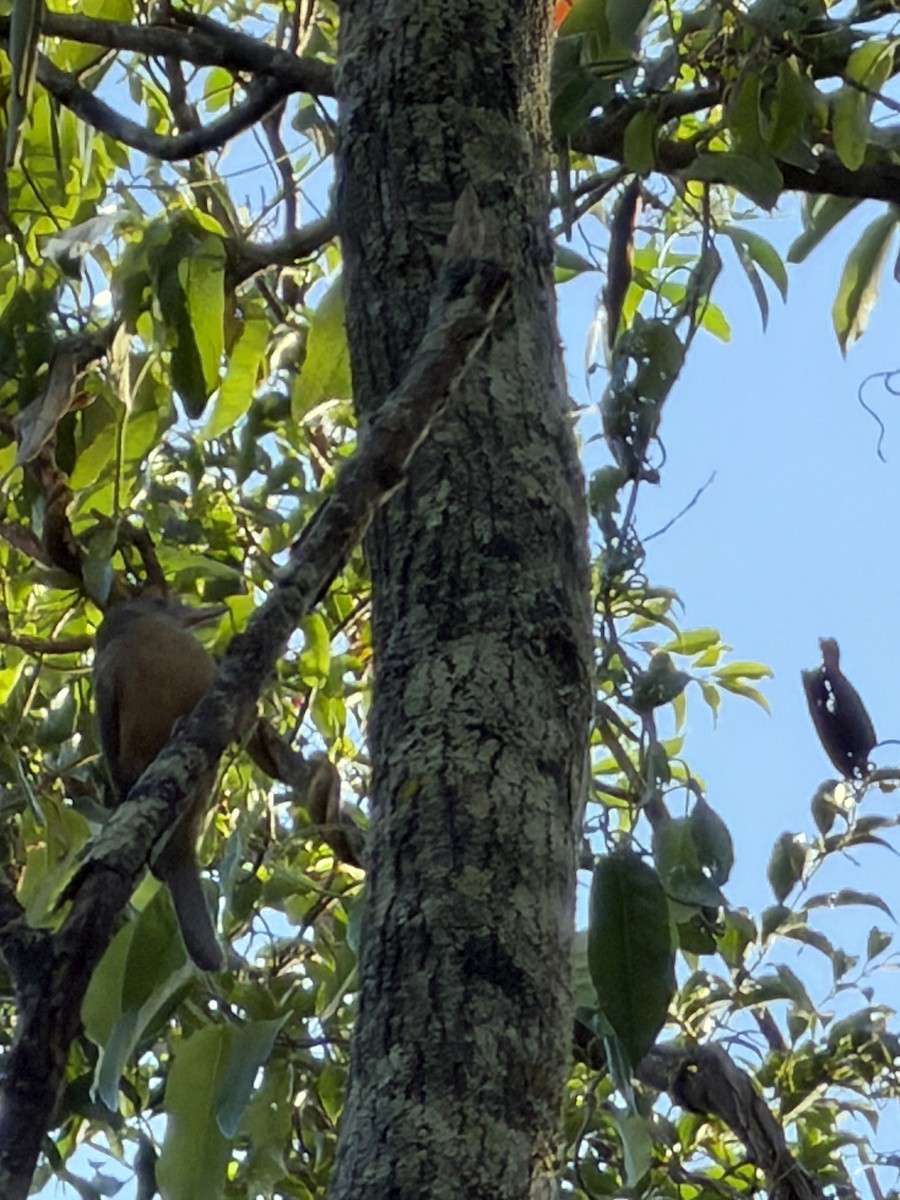 Rufous Shrikethrush - ML643743746