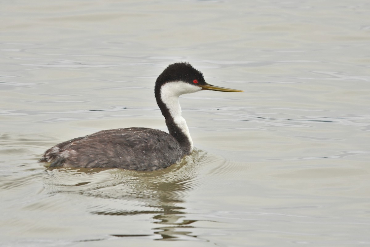 Western Grebe - ML643743753