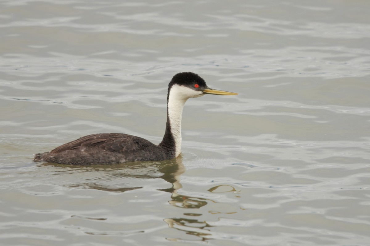 Western Grebe - ML643743754