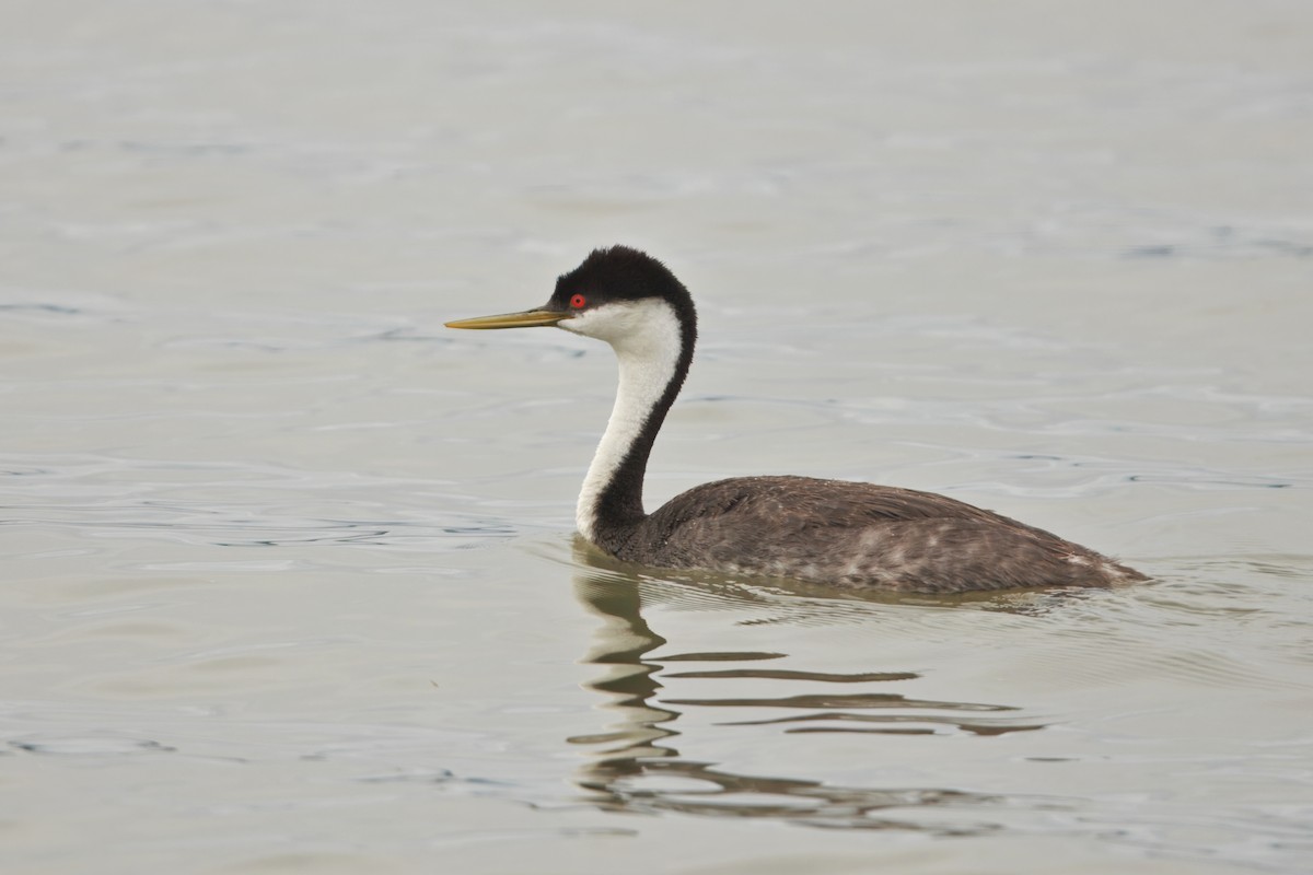 Western Grebe - ML643743755